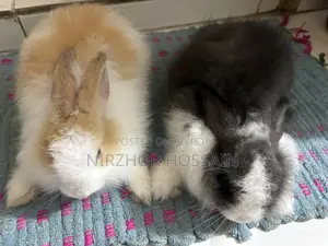 Baby Rabbit (Angora Breed)