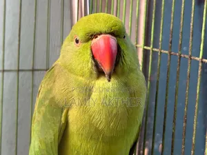 Tota Pakhi
