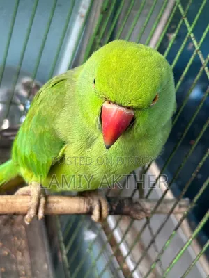 Tota Pakhi