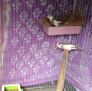 Finch Bird