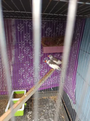 Finch Bird