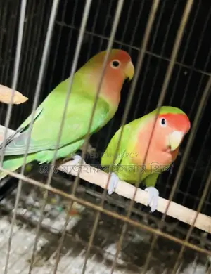 লাব্বাট রানিং জোড়া সেল হবে