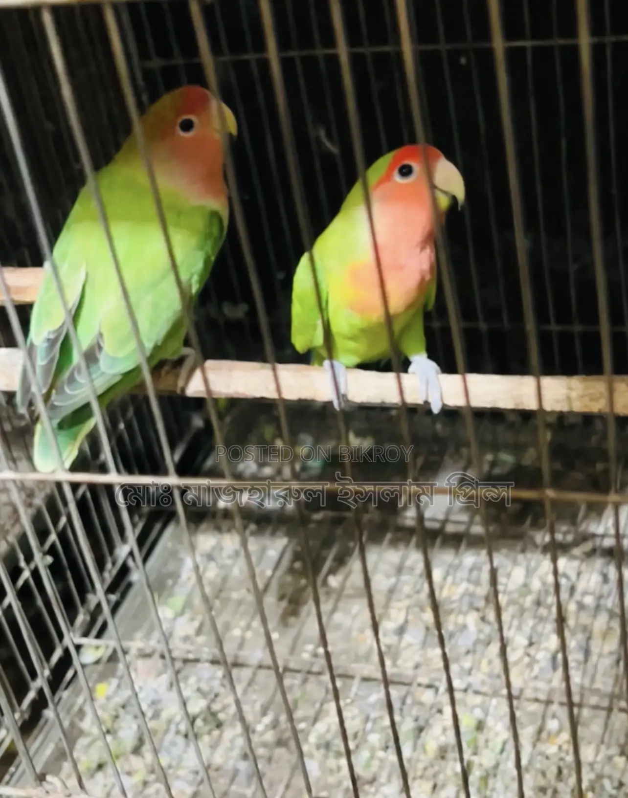 লাব্বাট রানিং জোড়া সেল হবে