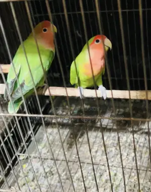 লাব্বাট রানিং জোড়া সেল হবে