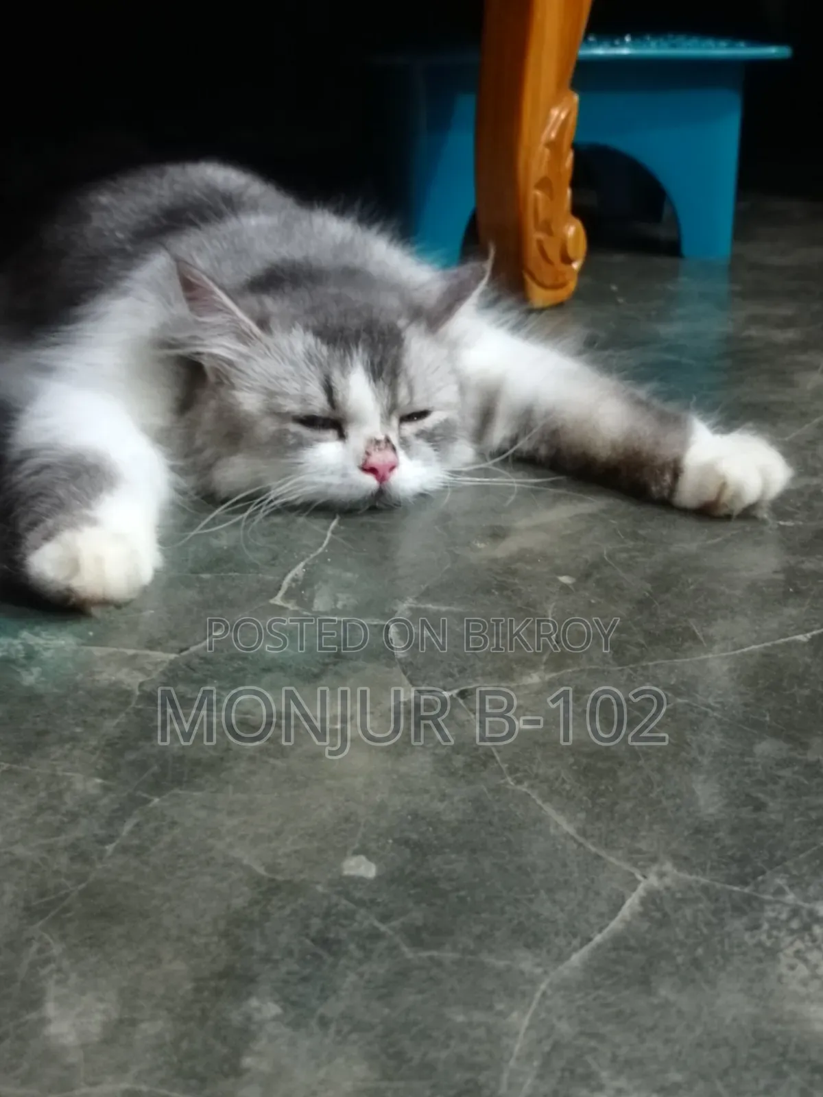 ৬-১২ মাস বয়সী নারী পিওরব্রেড পার্সিয়ান