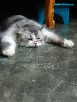 ৬-১২ মাস বয়সী নারী পিওরব্রেড পার্সিয়ান