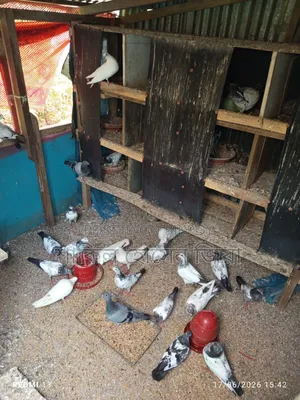 Some healthy, high-quality Pakistani pigeons for sale