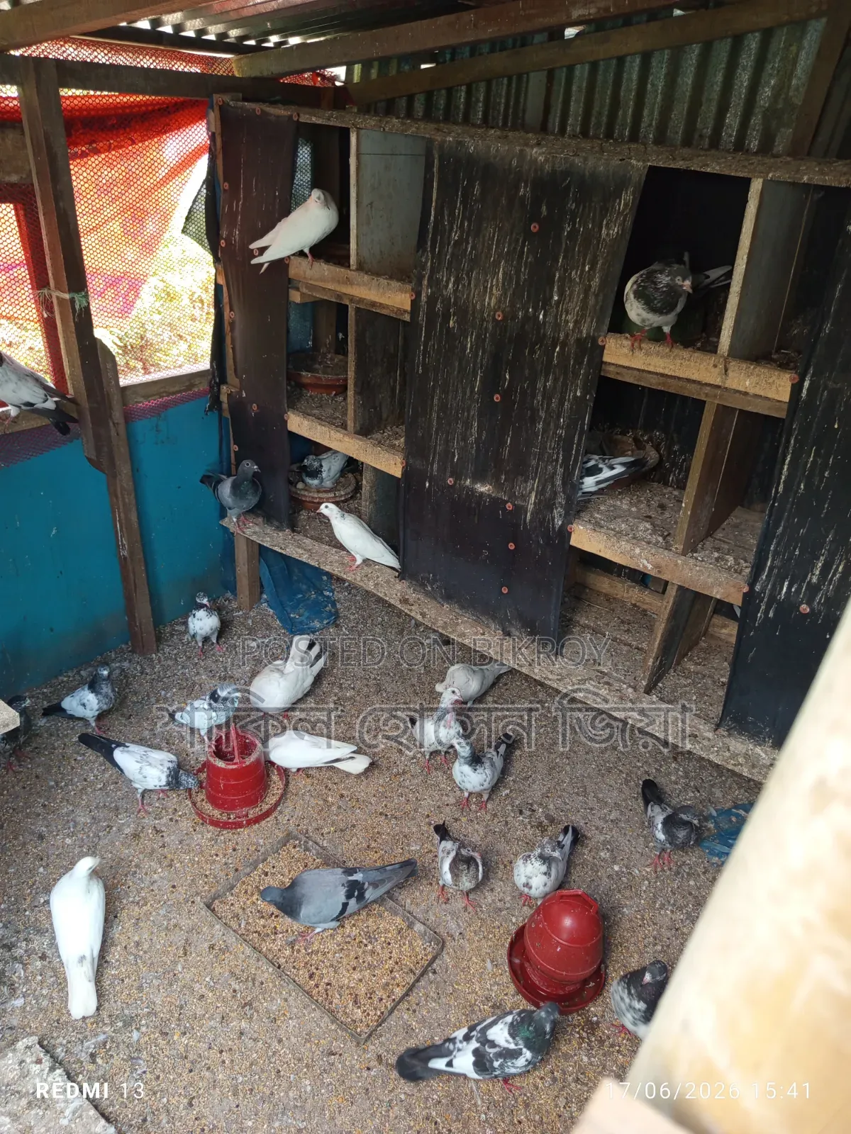 Some healthy, high-quality Pakistani pigeons for sale
