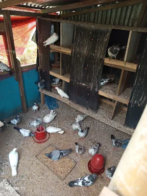 Some healthy, high-quality Pakistani pigeons for sale