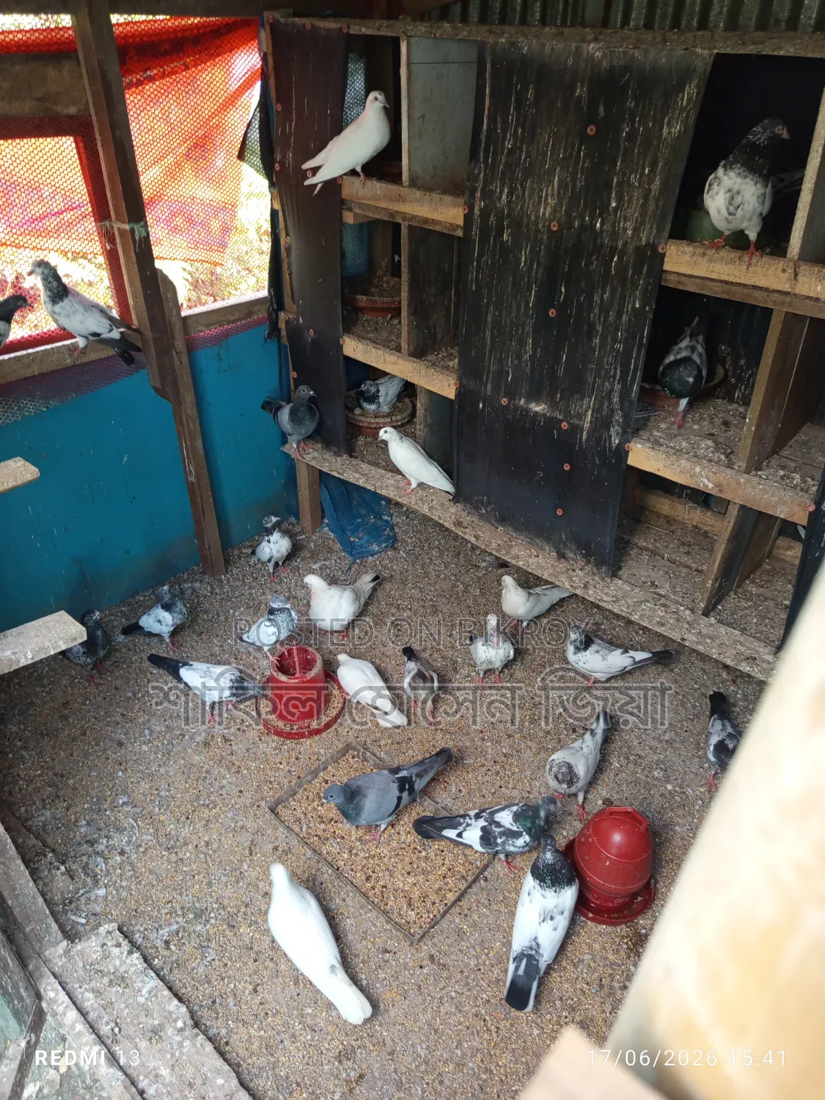 Some healthy, high-quality Pakistani pigeons for sale