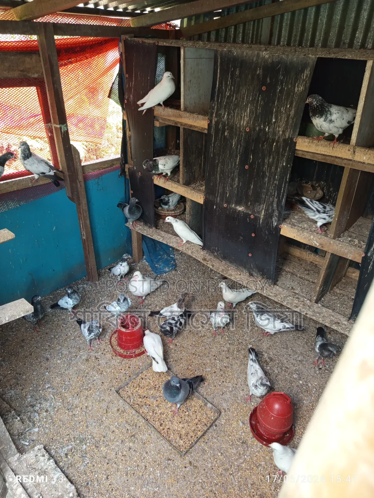 Some healthy, high-quality Pakistani pigeons for sale