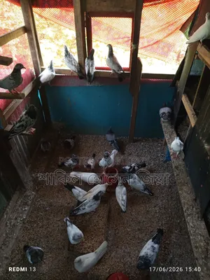 Some healthy, high-quality Pakistani pigeons for sale