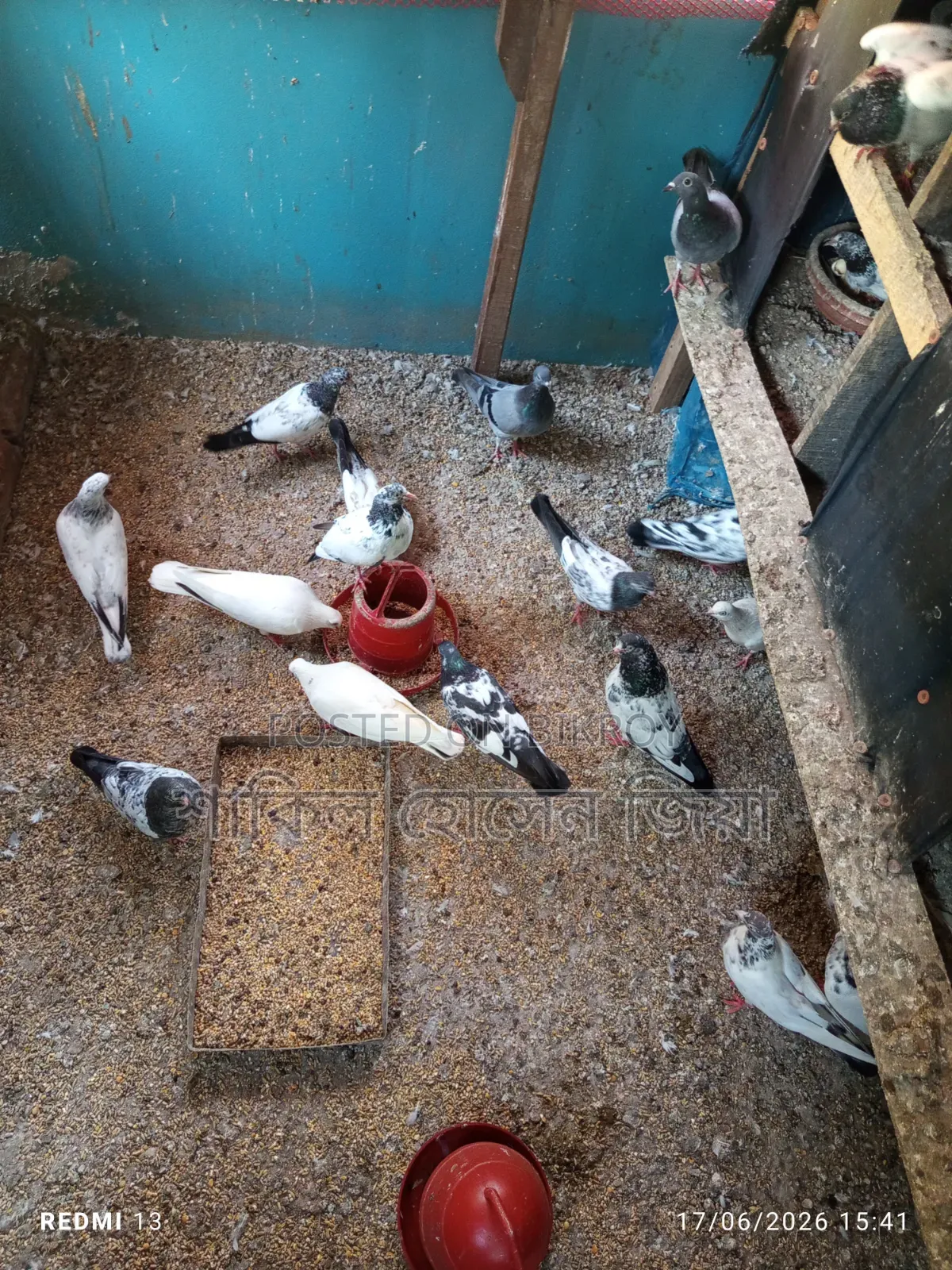 Some healthy, high-quality Pakistani pigeons for sale