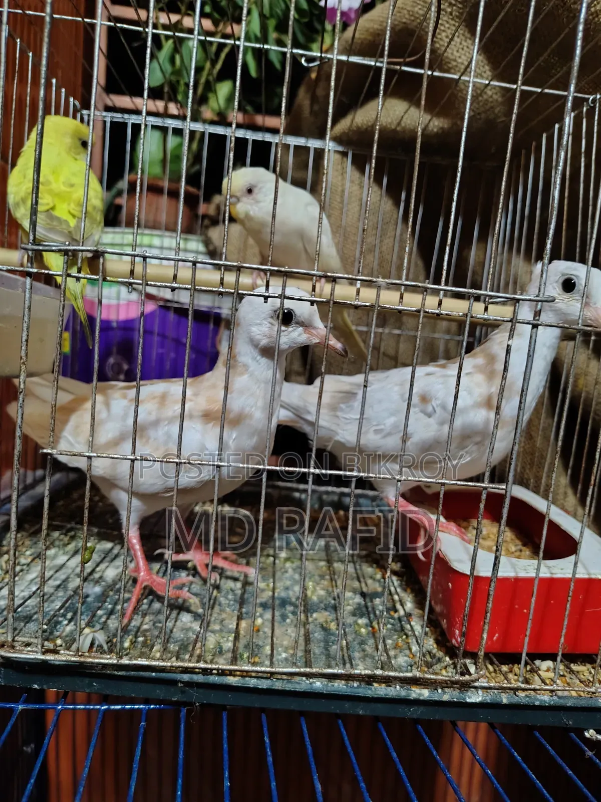 Dove Bird for Sale
