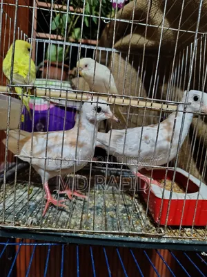Dove Bird for Sale