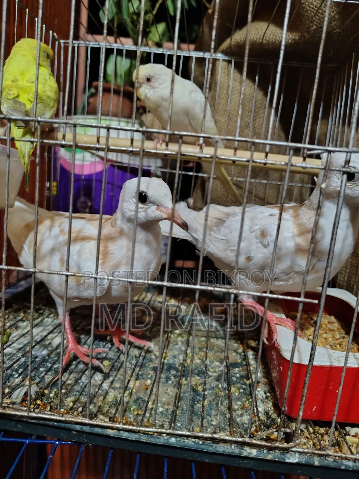 Dove Bird for Sale