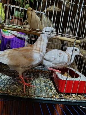 Dove Bird for Sale