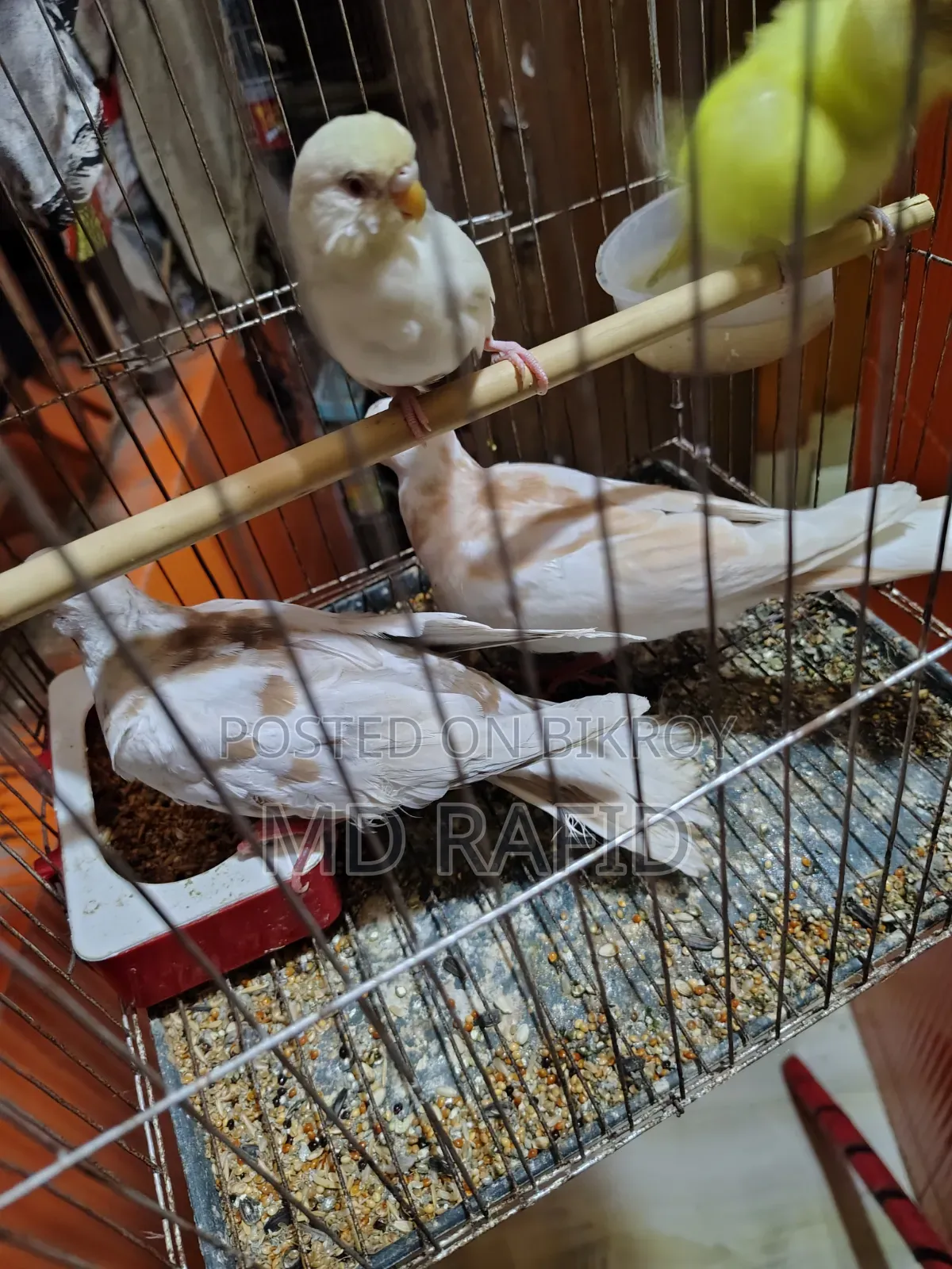 Dove Bird for Sale