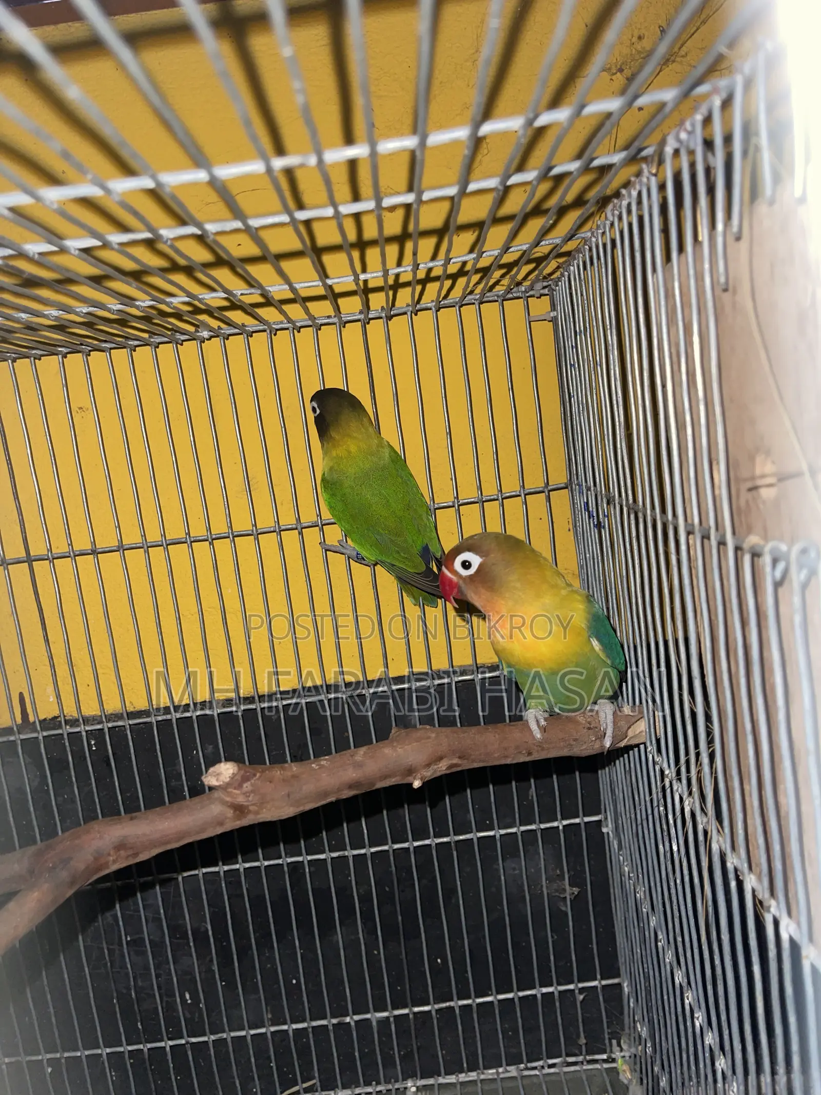 2 Lovebird birds for sale
