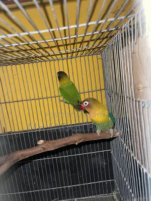2 Lovebird birds for sale