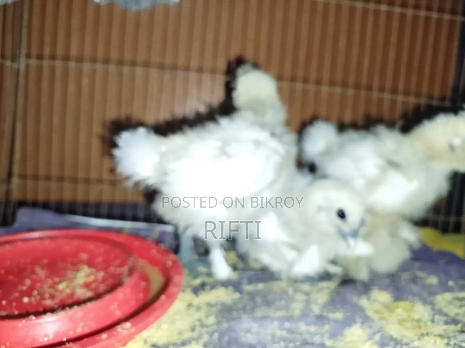 European Short Silky Chicken