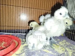 European Short Silky Chicken