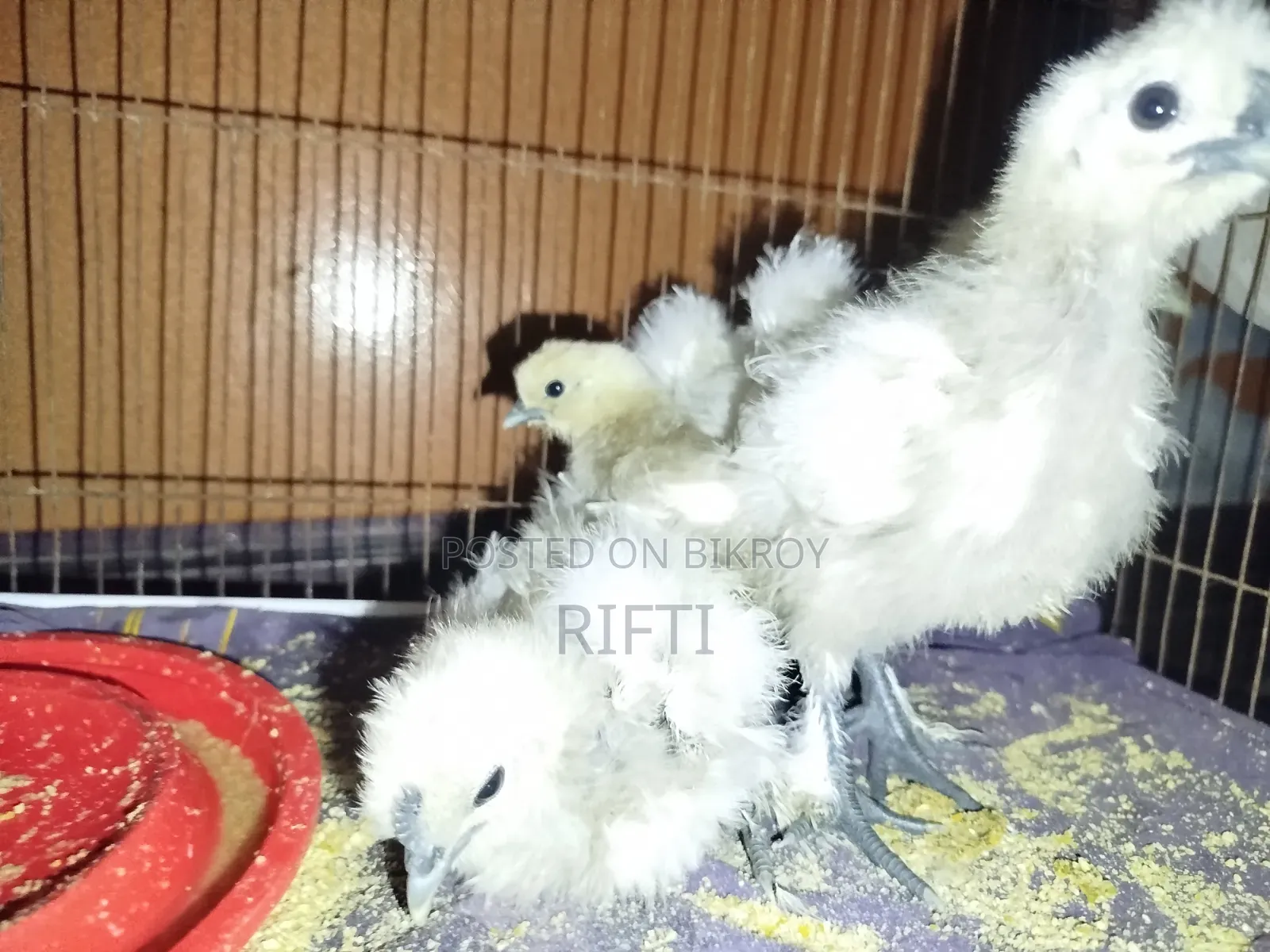 European Short Silky Chicken