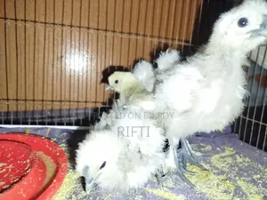 European Short Silky Chicken