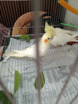 Lutino Red Eyes Cockatiel
