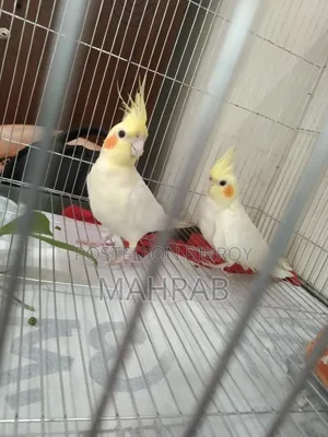 Lutino Red Eyes Cockatiel