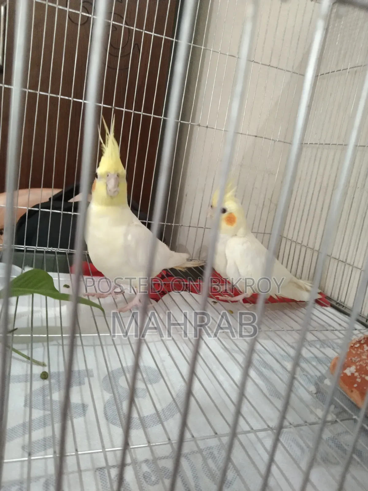 Lutino Red Eyes Cockatiel
