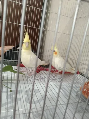 Lutino Red Eyes Cockatiel