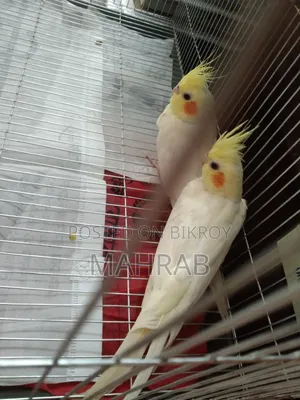 Lutino Red Eyes Cockatiel