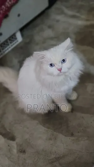 ১+ বছরের পুরুষ বিশুদ্ধ পার্সিয়ান বিড়াল