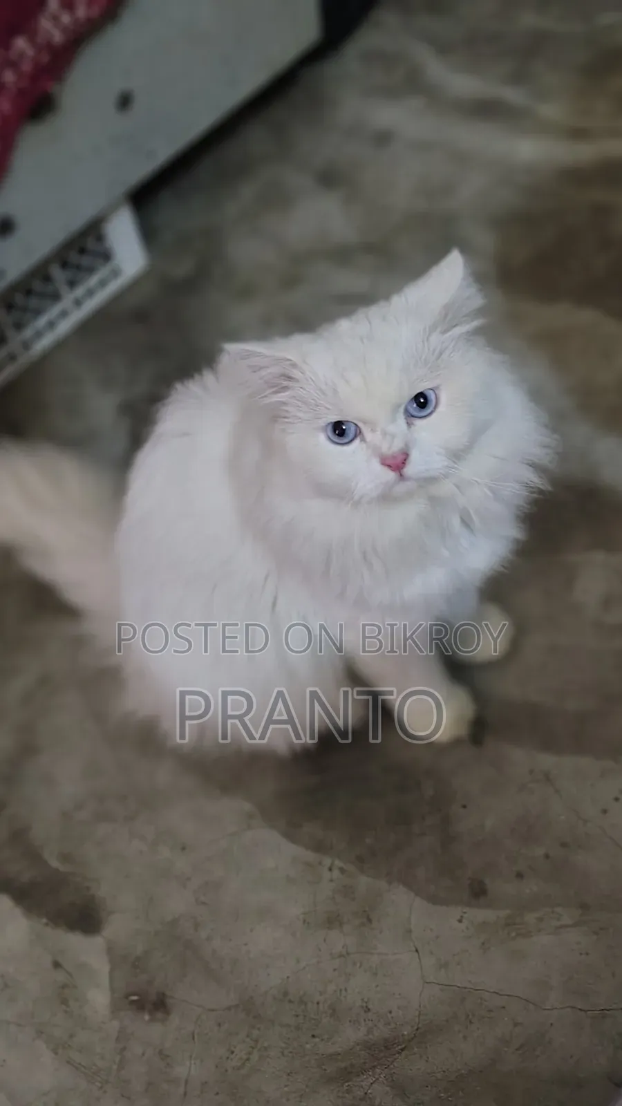 ১+ বছরের পুরুষ বিশুদ্ধ পার্সিয়ান বিড়াল