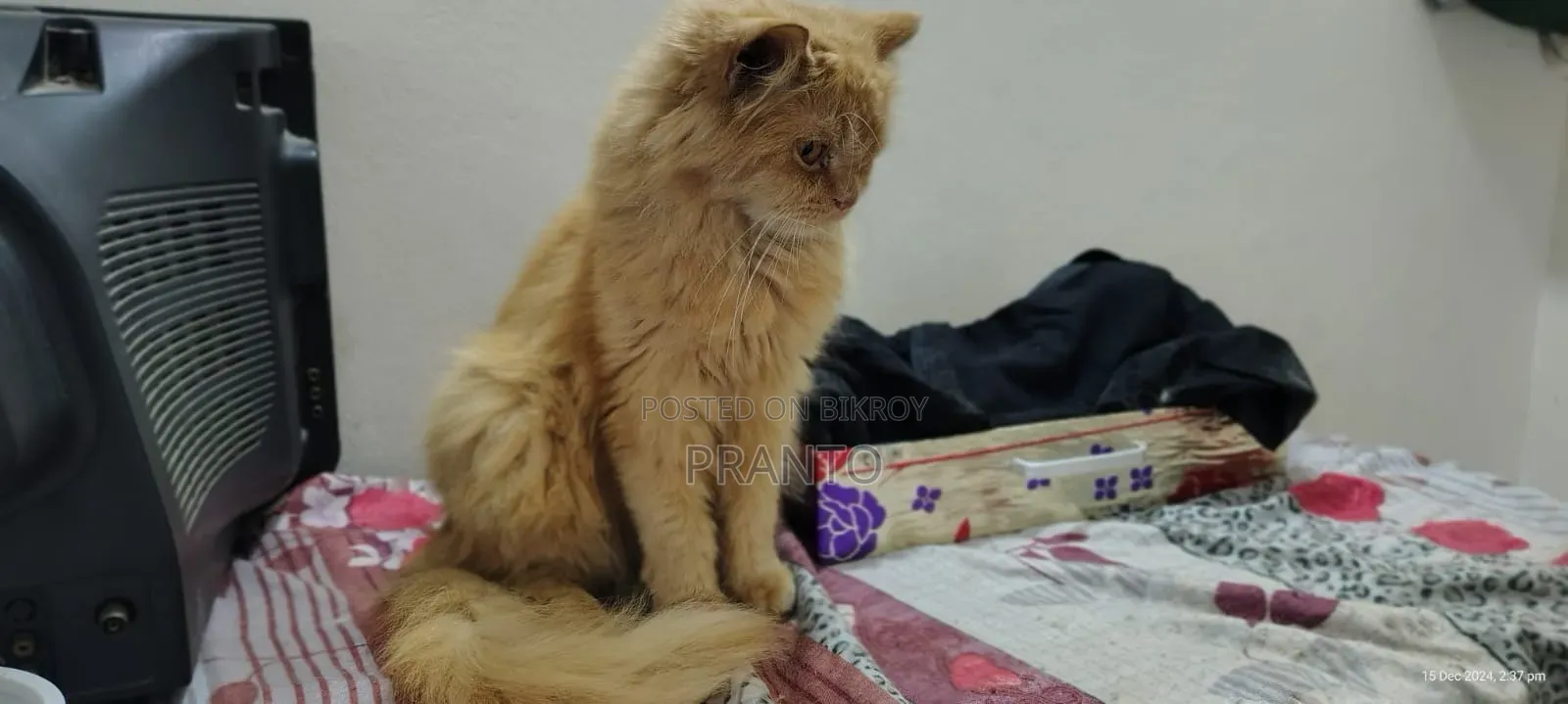 ১+ বছরের পুরুষ বিশুদ্ধ পার্সিয়ান বিড়াল