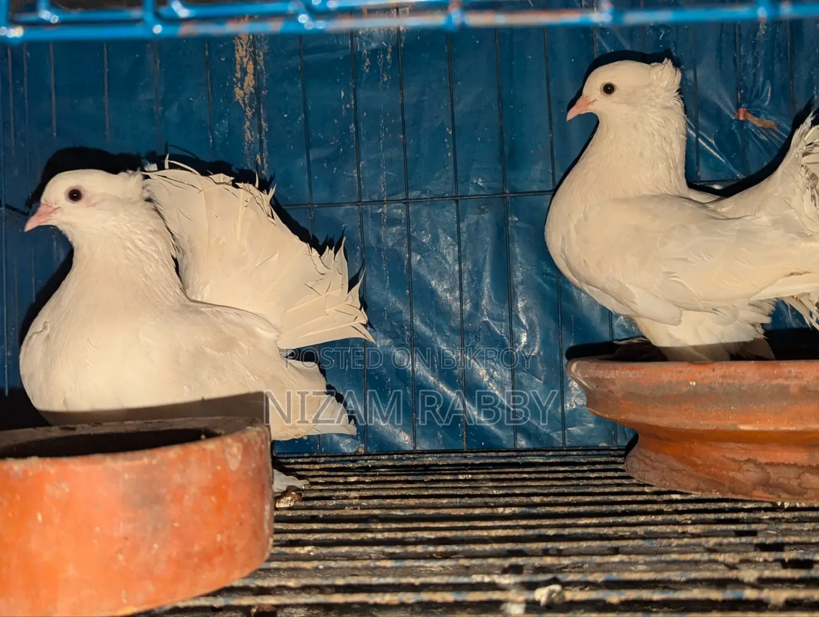 One Pair of Lakha Pigeons