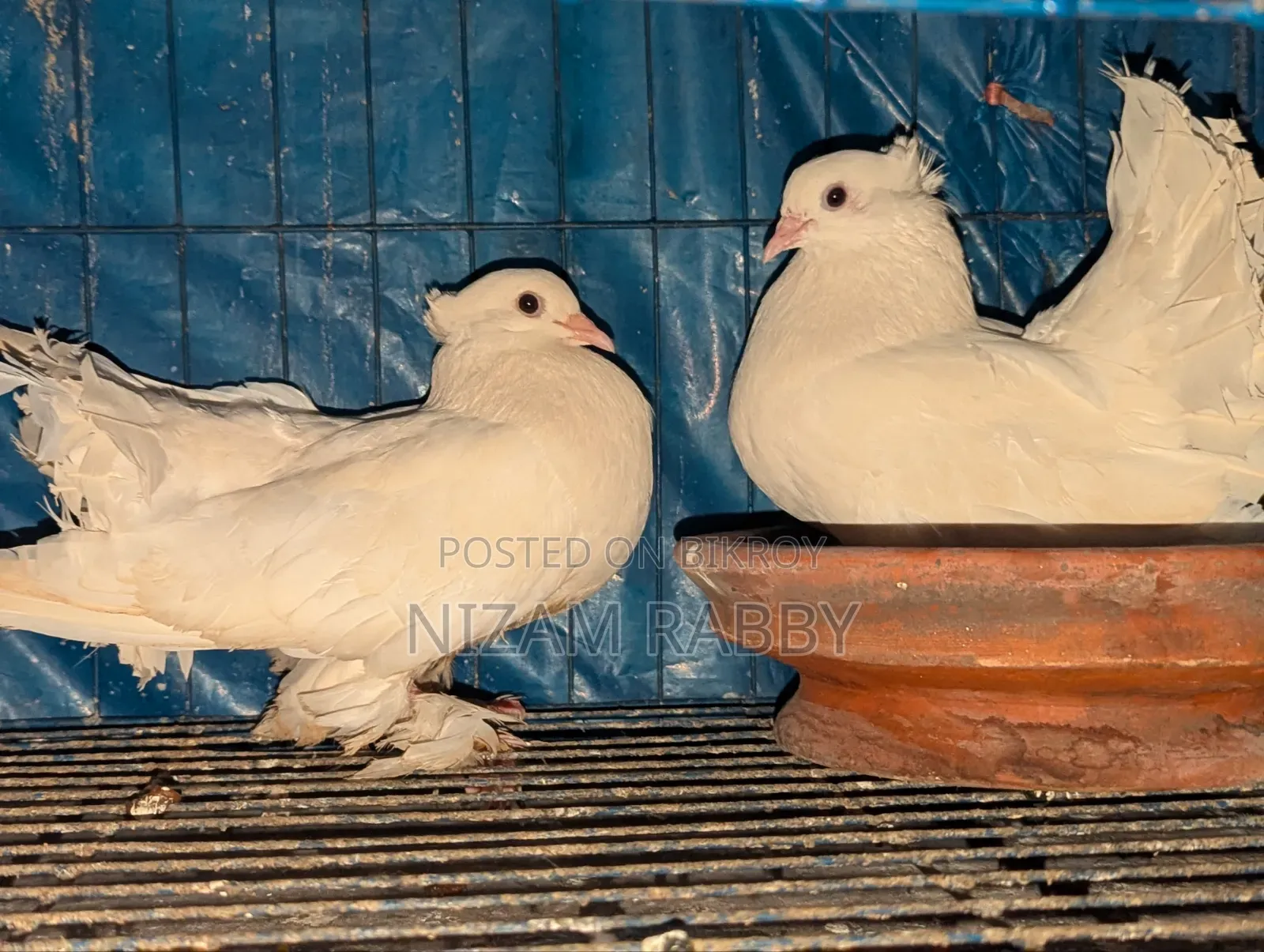 One Pair of Lakha Pigeons