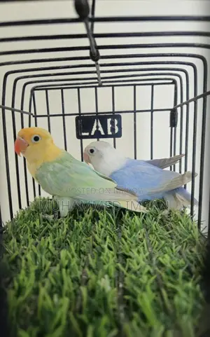 Df Violet Parblue Dilute Opaline Male + Violet Dilute Opaline Female