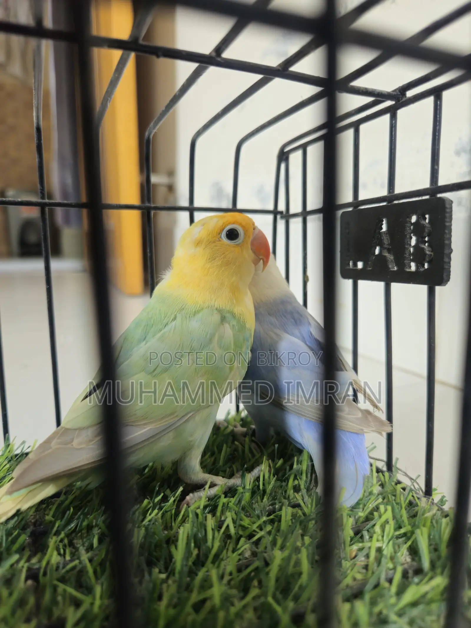 Df Violet Parblue Dilute Opaline Male + Violet Dilute Opaline Female