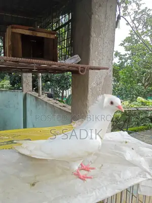 White Bombay Pigeon
