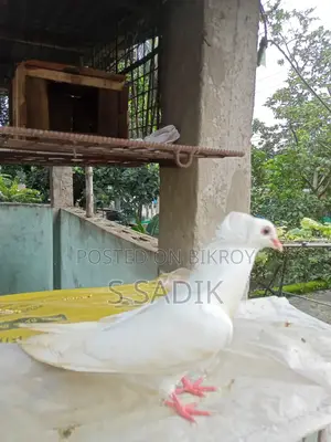 White Bombay Pigeon