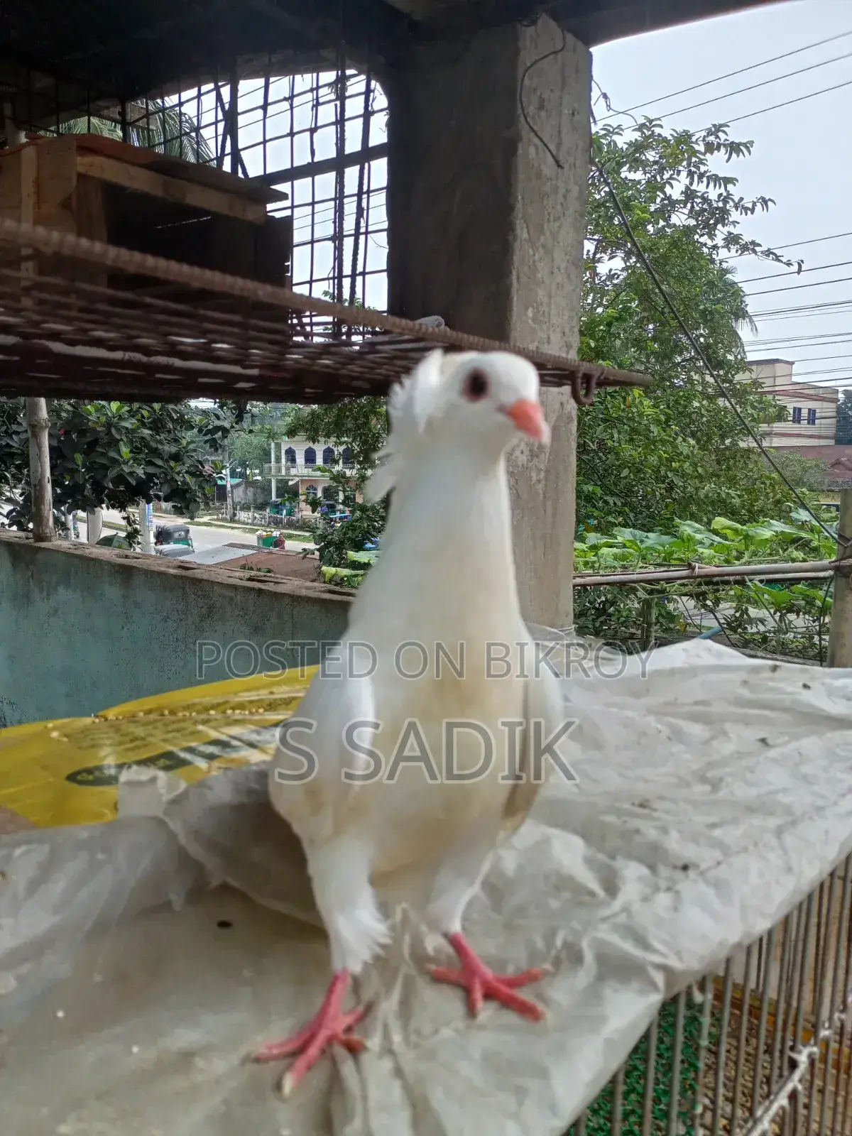 White Bombay Pigeon