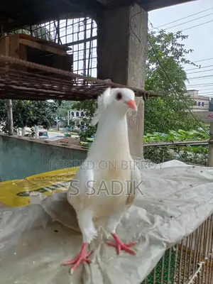 White Bombay Pigeon