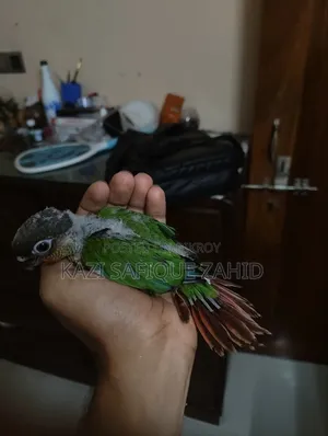 কনুর পখির টেম সাইজ বাচ্চা