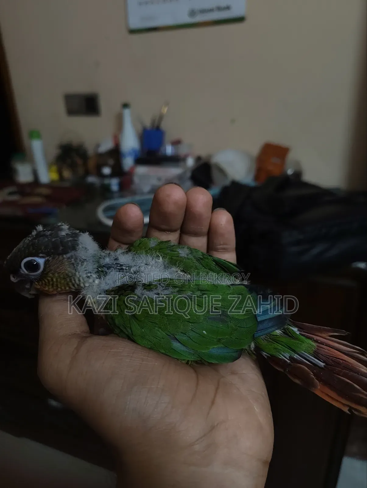 কনুর পখির টেম সাইজ বাচ্চা
