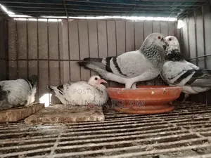 Some pigeons from BRPL Club for sale