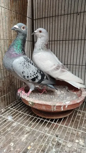 Some pigeons from BRPL Club for sale
