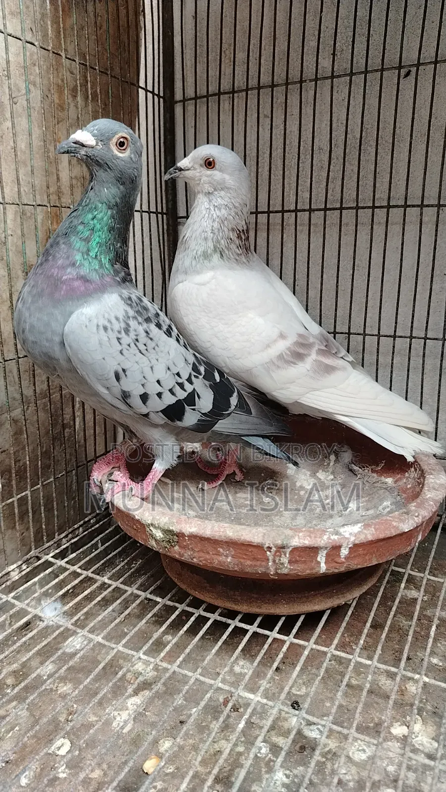 Some pigeons from BRPL Club for sale
