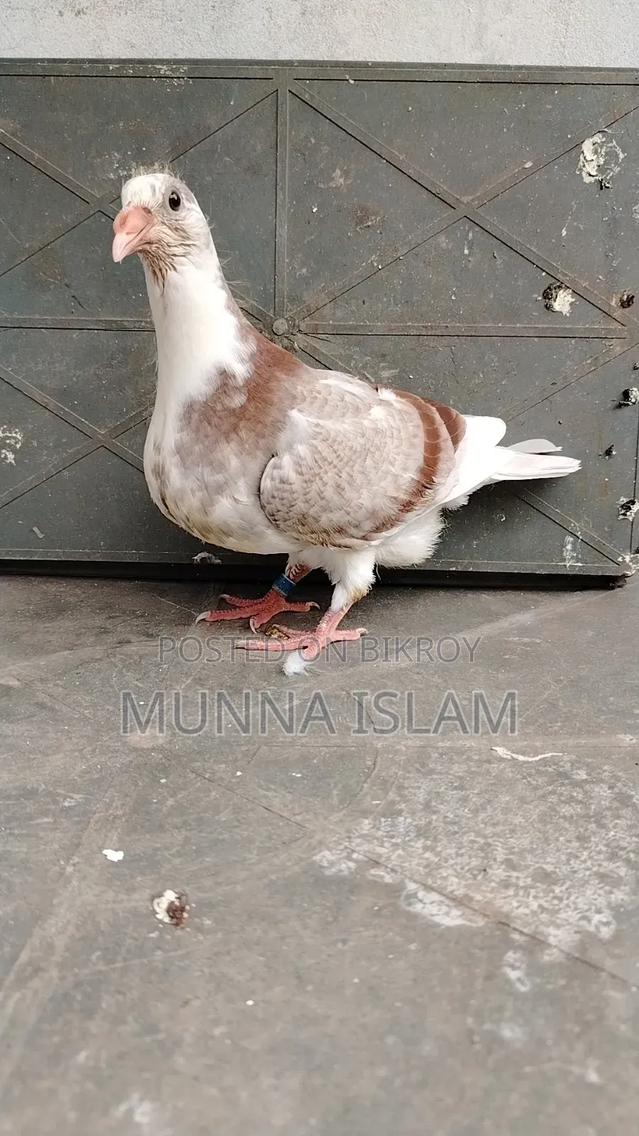 Some pigeons from BRPL Club for sale